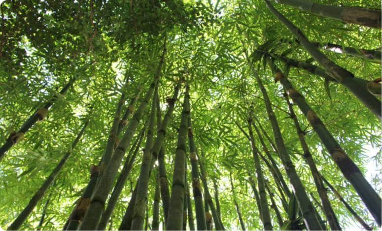 bamboo-bedding-bamboo-forest